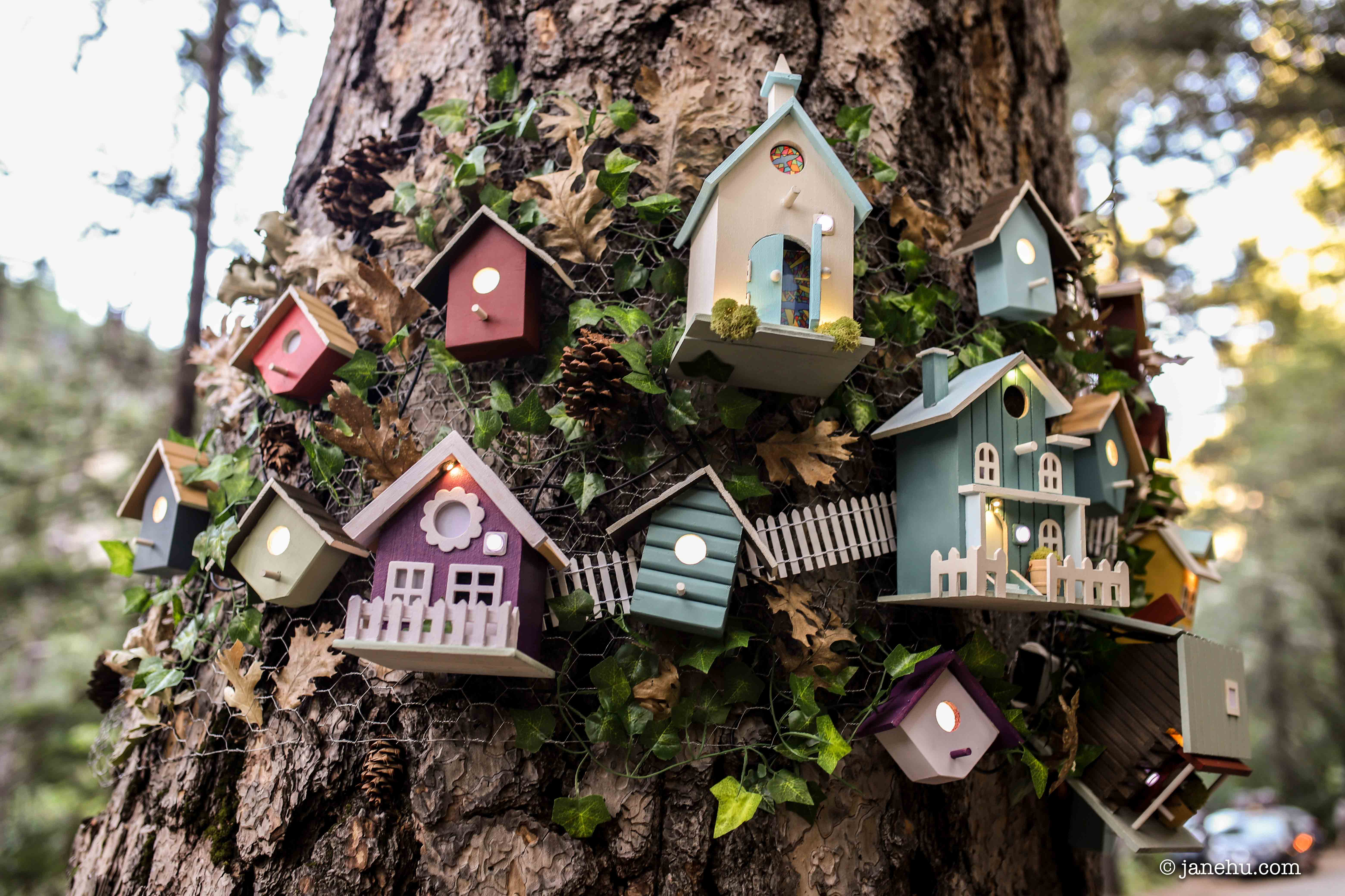 Bird Burb - IMG_9535